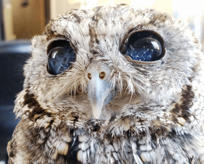 Домовый Сыч Юйня