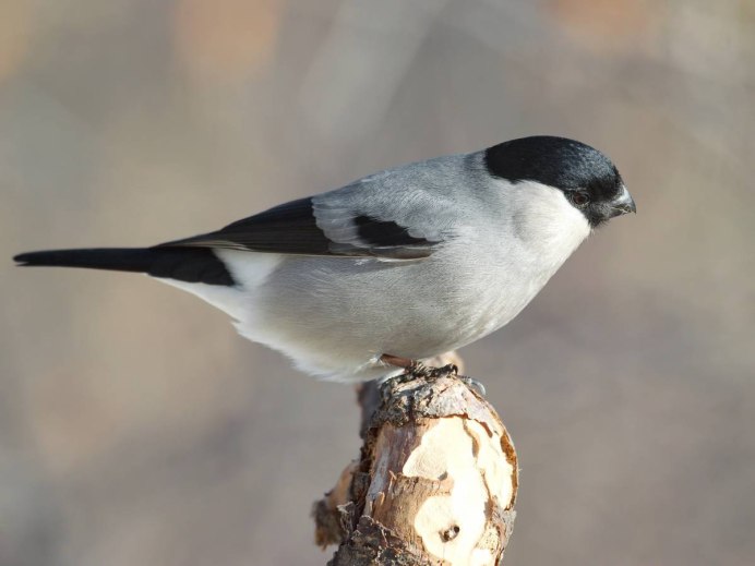 Pyrrhula cineracea