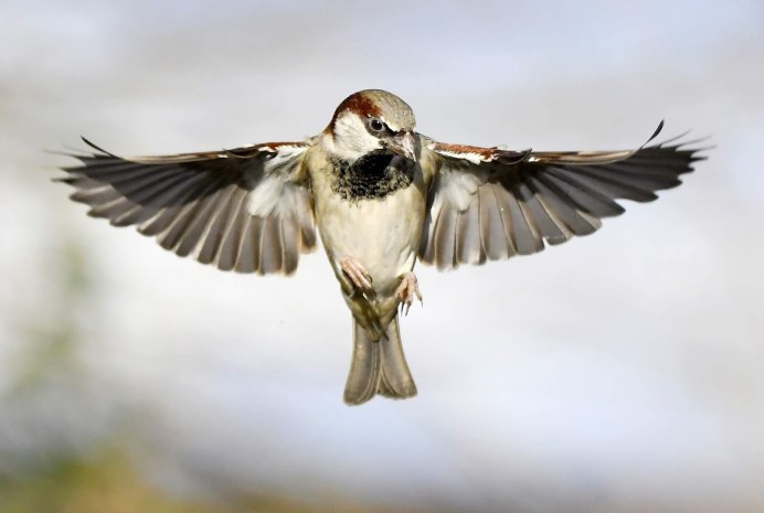 Птица Воробей в полете