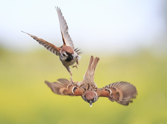 Воробей улетает