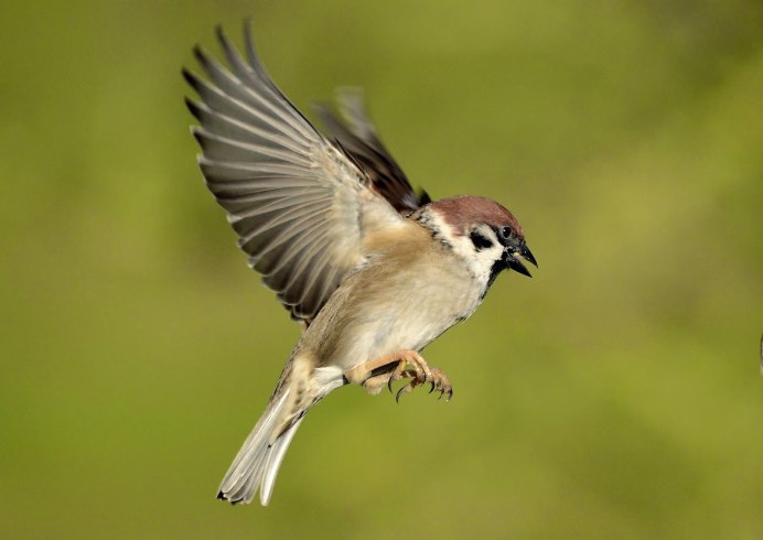 Воробьи летают