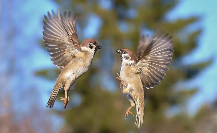 Крылья воробья
