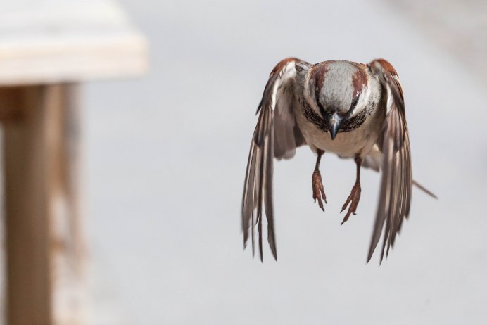 Домовой Воробей в полете