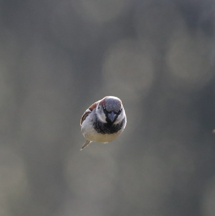 Воробьи летают