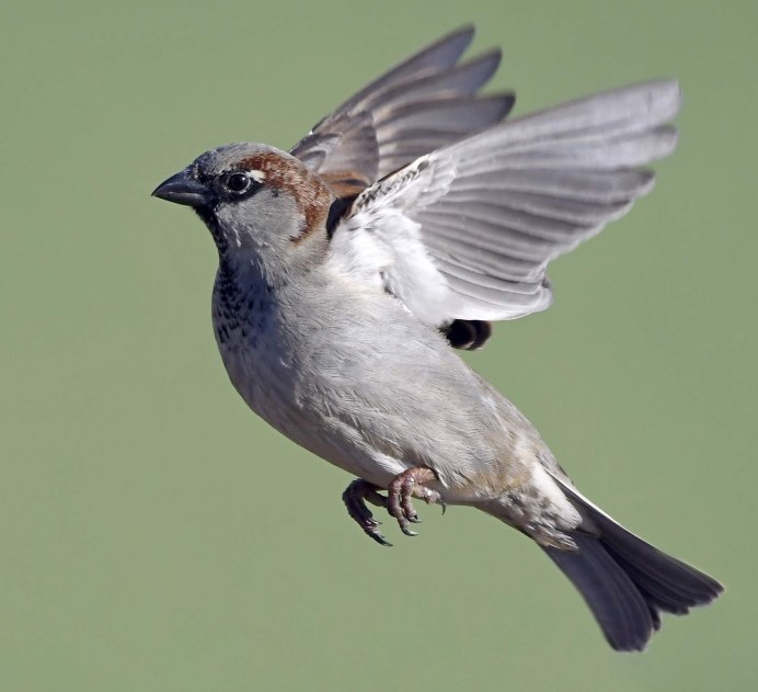 Домовой Воробей Крылья