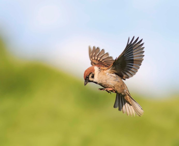 Воробей в полёте вид сверху