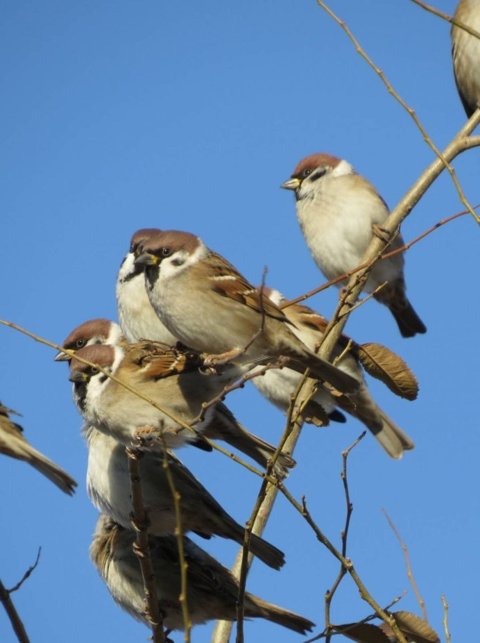 Птицы дерутся