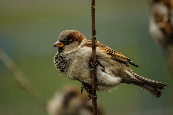 Птицы которые прыгают