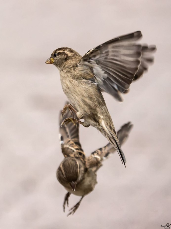Домовой Воробей Крылья