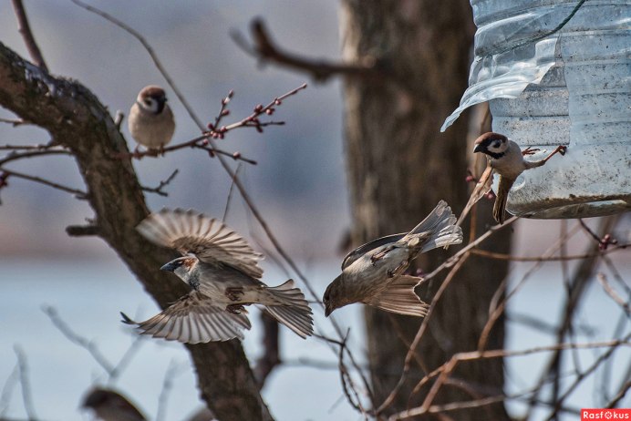 Полет воробья