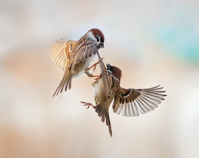 Крылья воробья