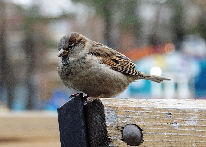 Воробей в полете