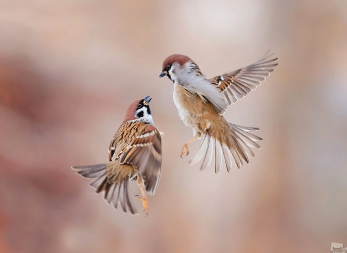 Воробей летит