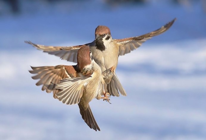 Воробьи дерутся