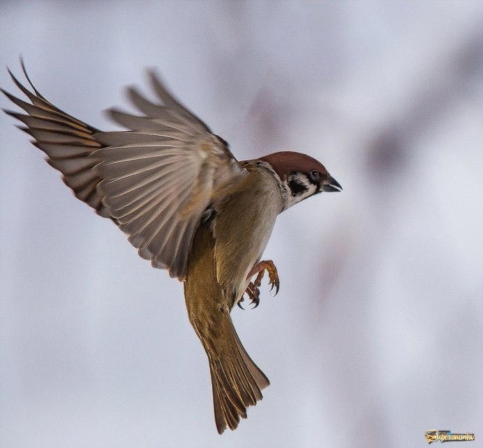 Воробей сверху