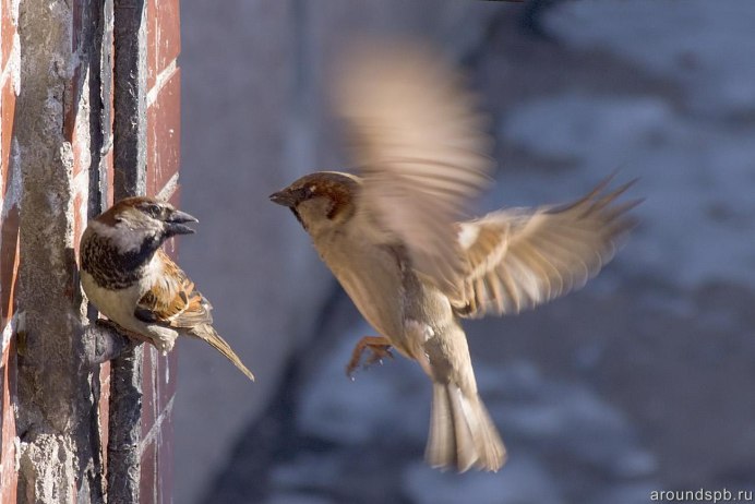 Воробей в полете