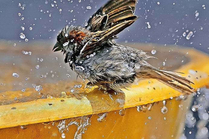 Птицы дерутся