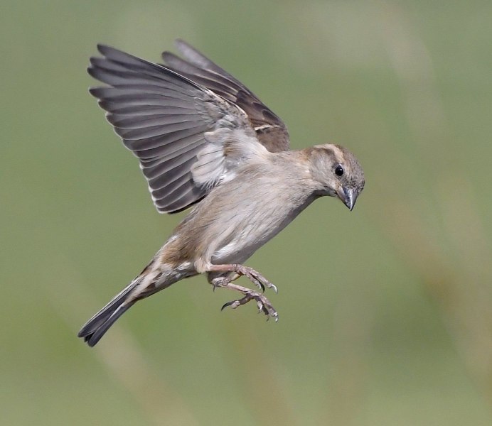 Ощипанные Крылья воробья