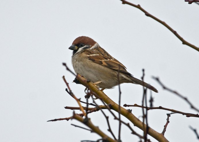Воробей в полете