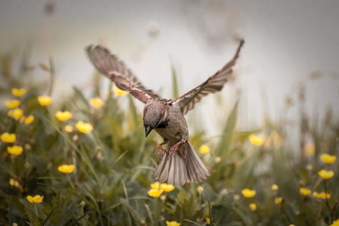 Воробей с расправленными крыльями