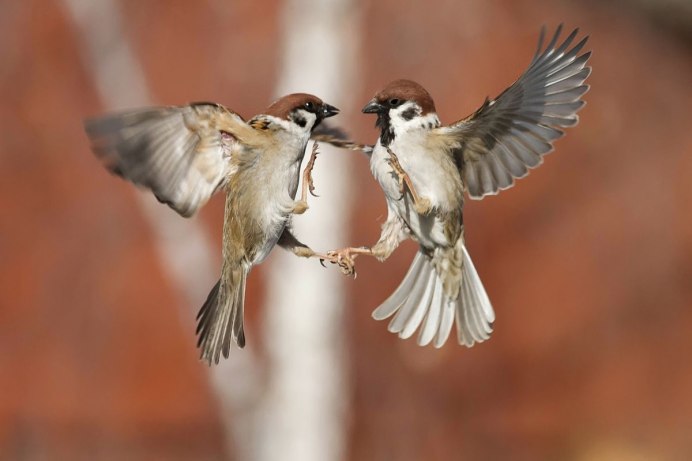 Воробей в лесу