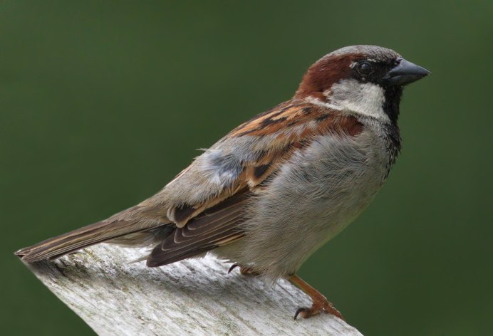 Синица лазоревка в полете