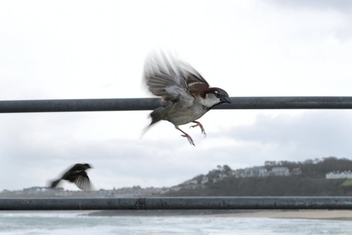 Воробей в полете
