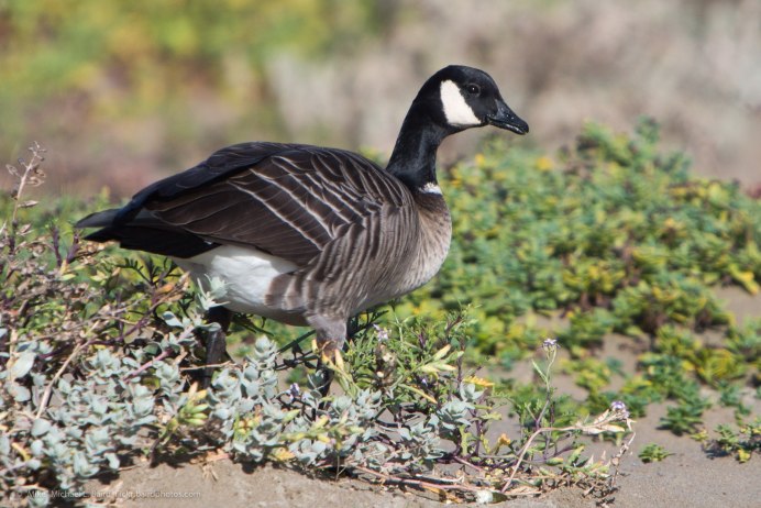 Чёрная казарка Branta bernicla