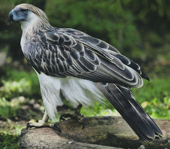 Орёл-карлик (Aquila pennata)
