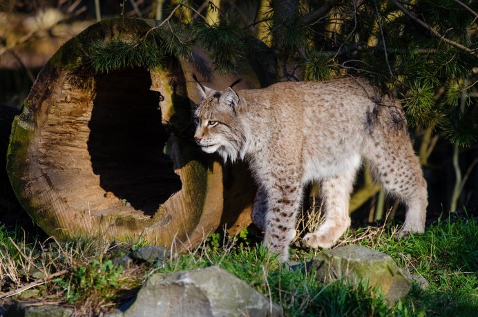 Рысь обыкновенная Lynx Lynx Linnaeus, 1758