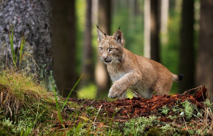 Обыкновенная Рысь Lynx Lynx