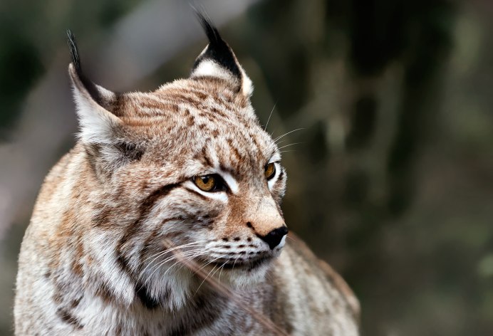 Обыкновенная Рысь Lynx Lynx