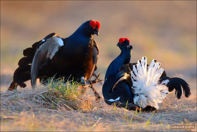 Тетерев шалфейный (Centrocercus urophasianus)