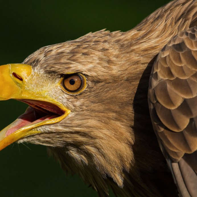 Орлан белохвост клюв