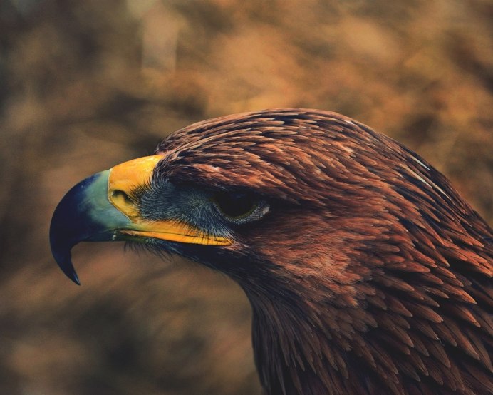 Птицы хищники