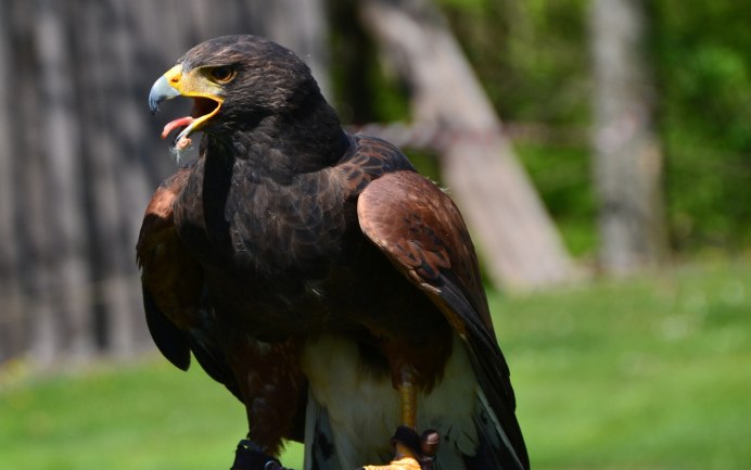 Абиссинский рогатый ворон
