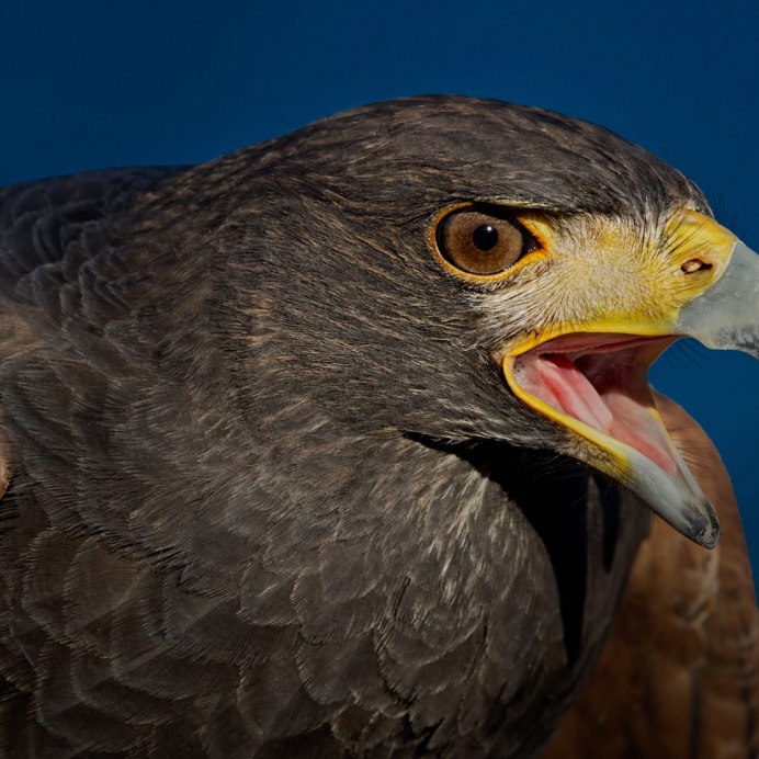 Клюв хищных птиц