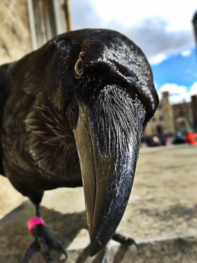 Орел Гарпия обезьяноед