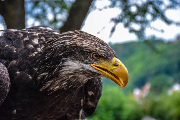 Птицы Адлера