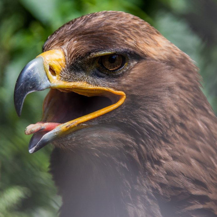 Орел Беркут