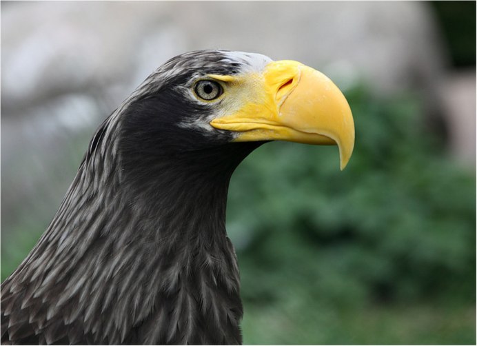 Клюв белоплечего орлана