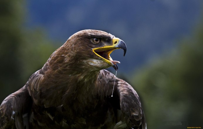 Хищные птицы Фальконе