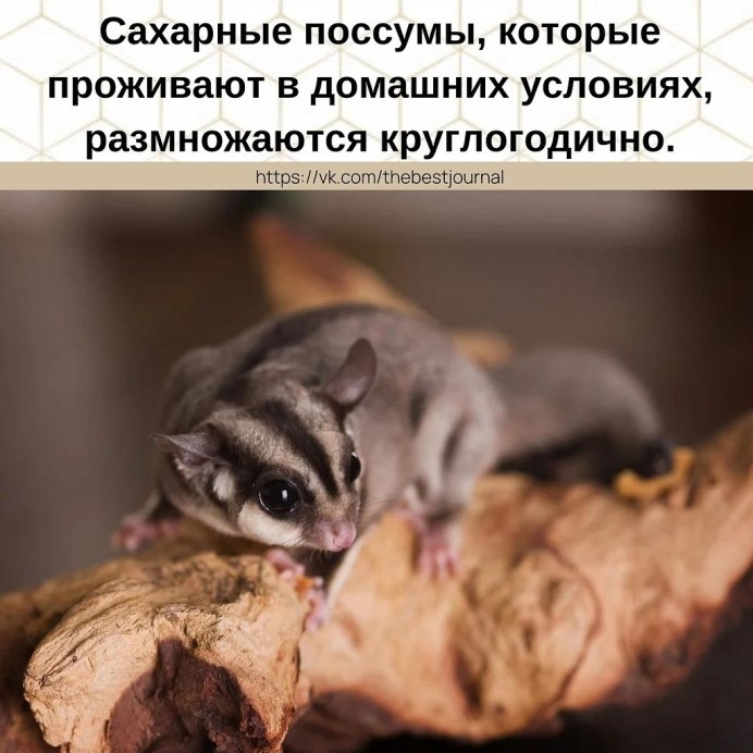 Сахарный поссум альбинос
