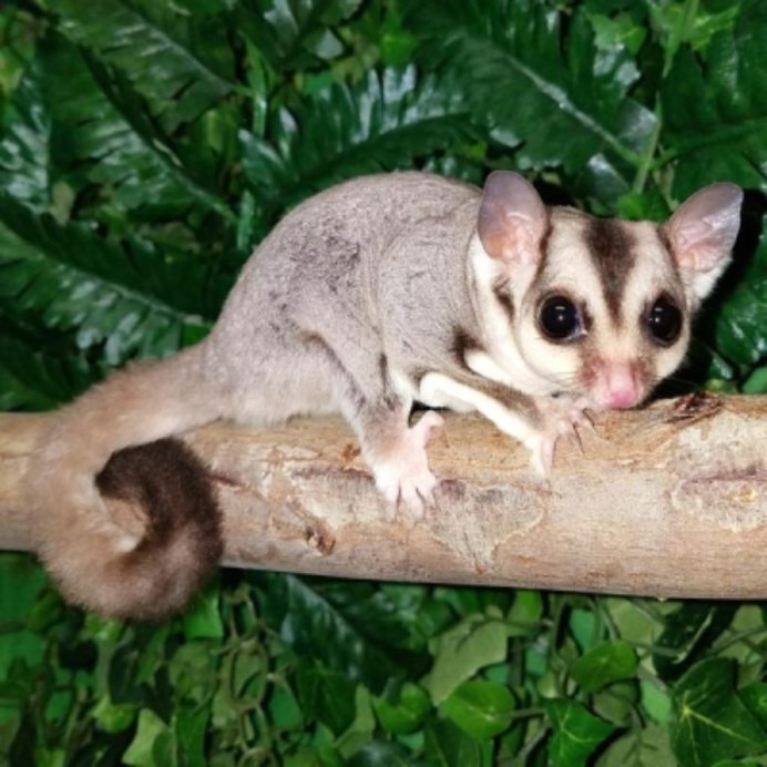 Сахарный поссум (Petaurus breviceps)