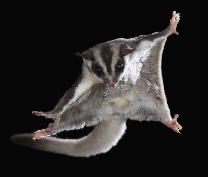 Petaurus norfolcensis
