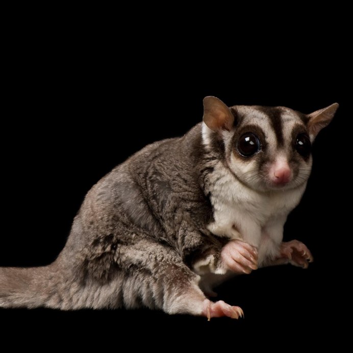 Сахарная сумчатая летяга Petaurus breviceps