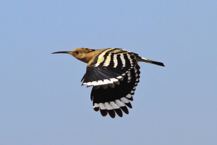 Удод Степной