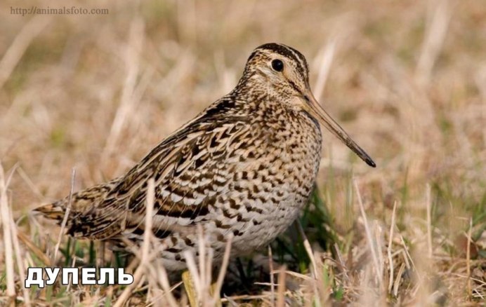 Кулик Бекас