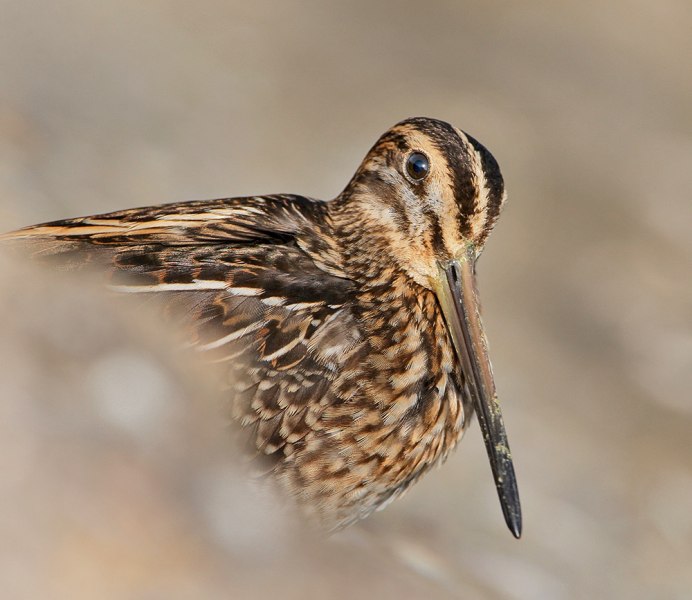 Птица Чибис Бекас