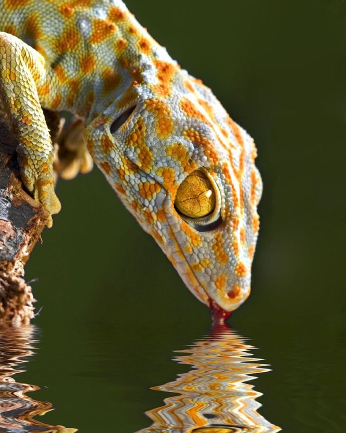 Токи (Gekko Gecko)
